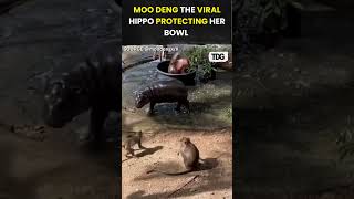 watch  Moo Deng the Viral Hippo Defends Her Bowl in Hilarious Video viral shorts [upl. by Iatnohs]