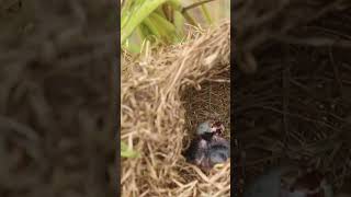 wild bird in nest EP060 nestegg egglaying satisfying nestling birds babybird nature birds [upl. by Enelear]