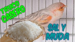 🐣🐤TRUCO CASERO SAL Y MUDA🐥🐦 [upl. by Oscar]