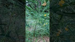 Sesbania herbacea time lapse leaves folding [upl. by Ahsienot882]