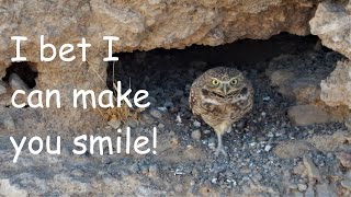 Cutest Burrowing Owl Ever [upl. by Enaffit]