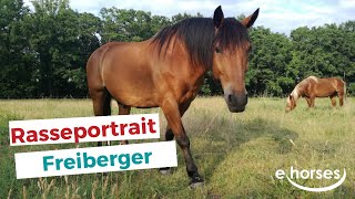 Der Freiberger im Rasseportrait [upl. by Bunting]