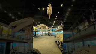 Museum of Osteology Oklahoma City Oklahoma [upl. by Squier]