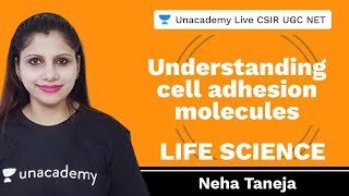 Understanding cell adhesion molecules  Life Science  Unacademy Live CSIR UGC NET  Neha Taneja [upl. by Kisung]