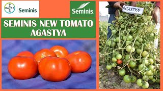 Farmers Testimonial on Seminis New Tomato Hybrid AGASTYA [upl. by Oren]