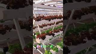 Hydroponics lettuce cultivation 🌱 🥬🥬 🥬🥬🥬🥬 Endofsummer crop gcc [upl. by Lennor]