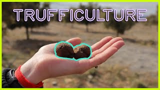 🍄 La CULTURE de la TRUFFE NOIRE  Les bases de la TRUFFICULTURE [upl. by Salmon442]