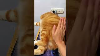 Massage cat shortvideo cat mycatchannel funny catchannel yourcat funnycats petschannel [upl. by Norvall275]