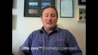 Little Jess™ Dianella caerulea DCMP01 PBR on The Bluedale Plants Online Show Episode 2 [upl. by Osher30]