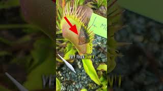 How to Stop a Flytrap From Dying [upl. by Aric]