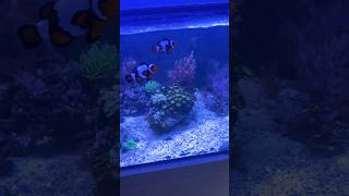 40 Gallon Reef Tank [upl. by Quick]