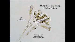 Epistylis sp Vid [upl. by Nil]