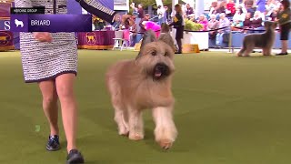 Briards  Breed Judging 2024 [upl. by Urquhart991]