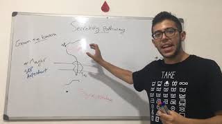 Secretory pathway in gram positive bacteria [upl. by Arst]