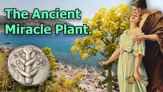 Silphium The Extinct Miracle Plant of Ancient Rome [upl. by Zia609]