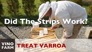 Varroa Treatment Results Whoa [upl. by Ellerret224]