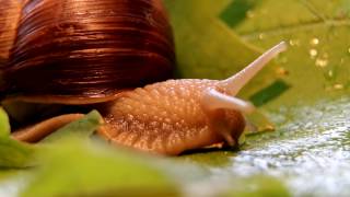 Biologie Weinberg Schnecke Makrovideo 2014 [upl. by Gilbye]