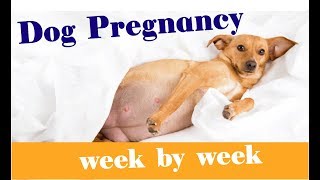 The Stages of Dog Pregnancy  Week by Week Guide 2018 [upl. by Fritze]