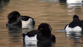 Les fuligules morillons tournent en rond [upl. by Bast]