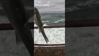 Bass Fishing UK  Lure fishing in Cornwall bass bassfishing [upl. by Kacerek]