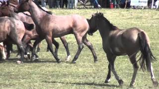 Fiesta de las Tropillas [upl. by Tiduj479]