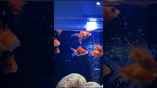 How to Set Up the Perfect Goldfish Tank in 10 Minutes  Watch Now [upl. by Nahij]