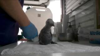 King Penguin chick at Birdland Park and Gardens [upl. by Eivi]