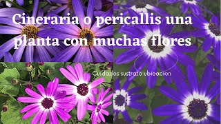 Cineraria o pericallis una planta con una explosion de flores cuidados sustrato y ubicación [upl. by Nipsirc]