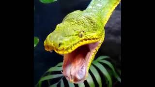 Emerald Tree Boa having a Big Yawn Shorts [upl. by Ahsiekin]