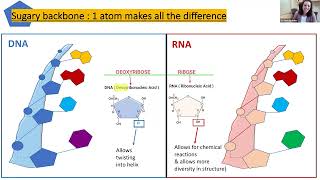 Understanding ribonucleic acid RNA and its role in leukemia 2024 Leukemia Conference [upl. by Perrie]