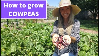 How to grow COWPEAS time lapse [upl. by Arva]