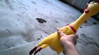 Crying Chicken Toy [upl. by Sherie791]