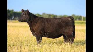 Reimann Pasture Sale 2024  Tag 119 [upl. by Brightman391]