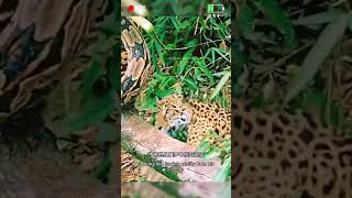 Leopard vs giant eel Fantastic Beasts on Animal World Python Leopard Black Panther [upl. by Muslim]