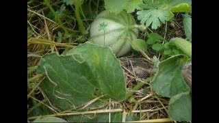 Des melons en Bourgogne [upl. by Portwine758]