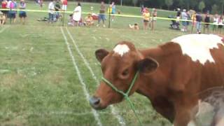 Cow Flop Bingo at Normandy Farms Campground [upl. by Aronek]