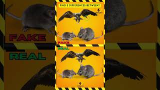 pet animals smart find 3 differences between  quiz usa [upl. by Karlow]