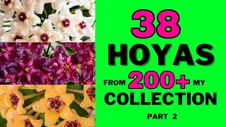 Hoya Varieties in My Collection Part 2 Hoyas 52  90 from 200 [upl. by Einnel]