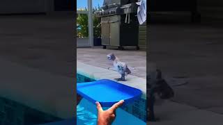 Flotation device 🤣😂 comedia animals [upl. by Nils]