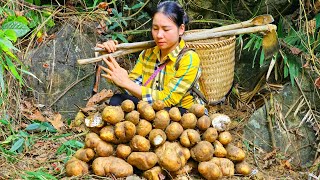 single mother go forest one day to find Tubers Yams Giant Family meal from tubers Yan [upl. by Trawets113]