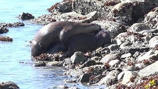 Otters Mating at Maplewood Flats [upl. by Marta264]