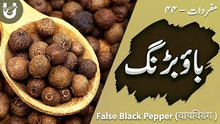 Baubadang  False Black Pepper  वायविडंग  باؤبڑنگ [upl. by Chak325]