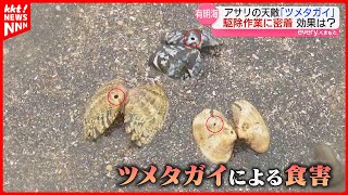 【アサリの天敵】有明海のアサリを食い荒らすquotツメタガイquotの駆除作業を取材 [upl. by Aihsad]