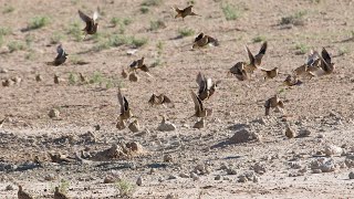 sandgrouse hunting in dasht balochistan pakistan wadoodulhassan imhunter3841 OngaroOutdoors [upl. by Heda]