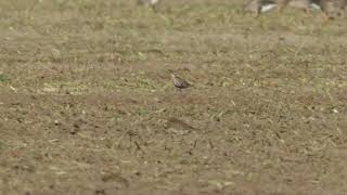 American Golden Plover Texel The Netherlands October 2024 [upl. by Thetis781]