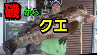 伊豆の磯でクエを釣る‼①Grouper fishing [upl. by Aubine672]