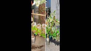 Brilliant idea How to Grow Malabar Spinach from seedling for Beginners [upl. by Corty621]