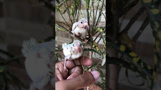 Bengali finch baby finch finchbirds pakhi birds baby finchlover birdslover [upl. by Ayikin]