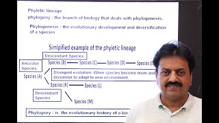 First Year Biology  Chapter 1  Part 6  Phyletic Lineage [upl. by Adnael284]