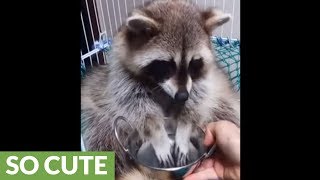 Classy raccoon cleans food before eating it [upl. by Abrahams]